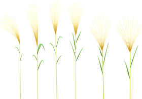 Elegant Grass Blossom Display PNG