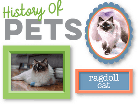 Pet Stuff Celebrating the Ragdoll Cat History PNG