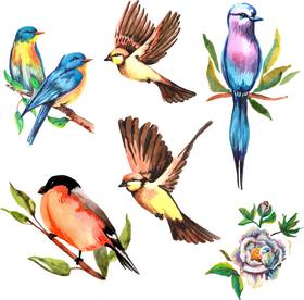 Colorful Birds of the Meadow PNG