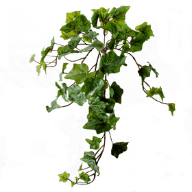 Graceful Ivy Leaf Vine in Lush Greenery PNG