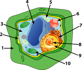 Quiz Buzzer The Ultimate Trivia Challenge PNG