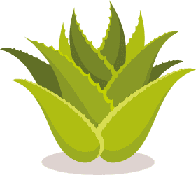 Refreshing Aloe Vera Greenery Delight PNG