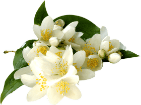 Jasmine Tea Blossom Serenity PNG
