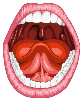 Bacteria in the Human Oral Microbiome PNG