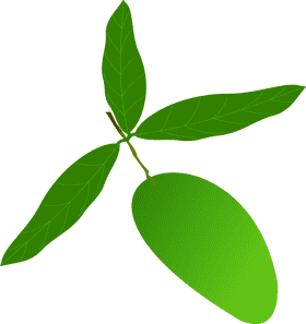Mango Branch with Fresh Green Leaves PNG