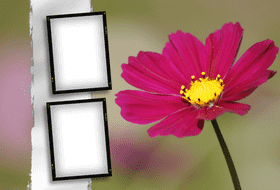 Elegant Photo Frame Display with Floral Background PNG