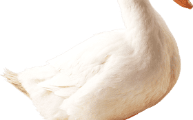 Whimsical Rubber Duck for Bathtub Adventures PNG