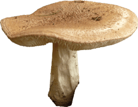 Golden Cap Mushroom Delight PNG