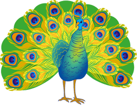 Radiant Peacock Displaying Vibrant Feathers PNG