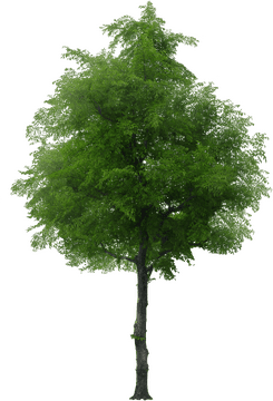 Lush Green Tree of Life PNG