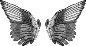 Majestic Bird Wings in Flight PNG