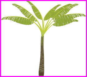 Tall Tropical Paradise Tree PNG