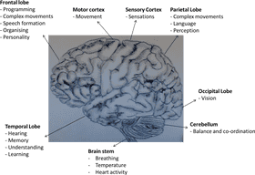 Coral Reef A Mind Beneath the Waves PNG