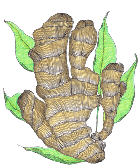 Refreshing Ginger Tea with Herbal Hints PNG