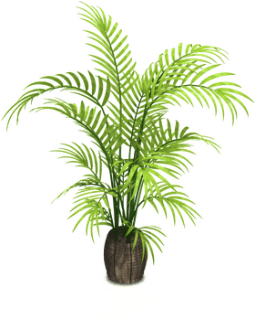 Lush Tropical Indoor Plant for Vibrant Spaces PNG