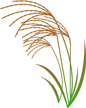 Golden Blades of Graceful Grass PNG