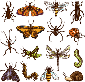 Insect Wonders A Colorful Collection of Nature's Tiny Creatures PNG