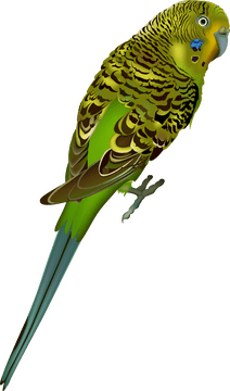 Colorful Green Bird Perched Gracefully PNG