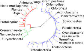 Evolutionary Tree of Bacteria Diversity PNG