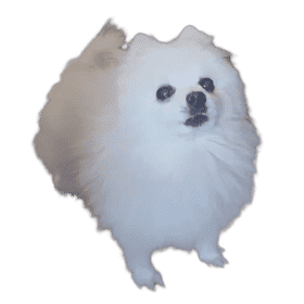 Fluffy White Dog Full of Joy PNG