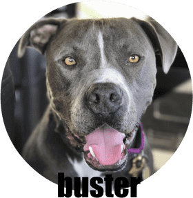 Happy Dog with Charming Smile PNG