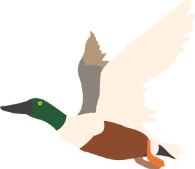 Colorful Rubber Duck in Flight PNG