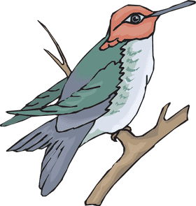 Colorful Bird Perched on a Branch PNG