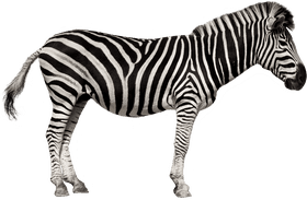 Striped Animal of the Grasslands PNG