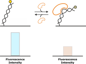 DNA Dynamics Unraveling Genetic Interactions PNG