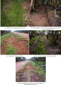 Exploring the Lush Hiking Trail Oasis PNG