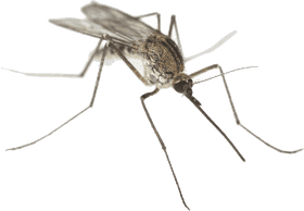 Ultimate Mosquito Repellent for Outdoor Protection PNG