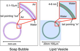 Soap and Water The Science of Surface Tension PNG
