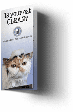 Is Your Cat Clean A Grooming Guide PNG