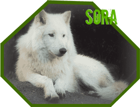 White Arctic Dog Serenity Sora's Calm Presence PNG