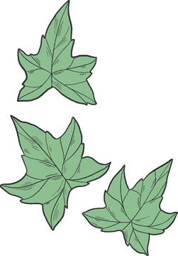 Graceful Ivy Leaf Cluster Design PNG