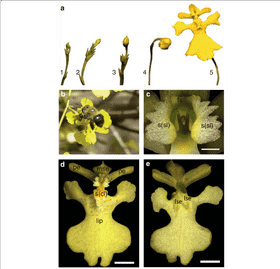 Orchid Evolution From Bud to Bloom PNG