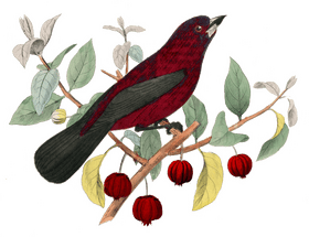 Vibrant Scarlet Bird Among Blossoming Branches PNG