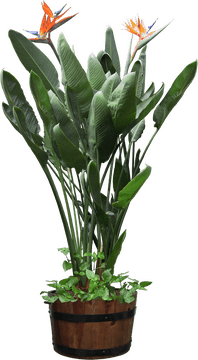 Lush Indoor Plant Oasis with Birds of Paradise PNG