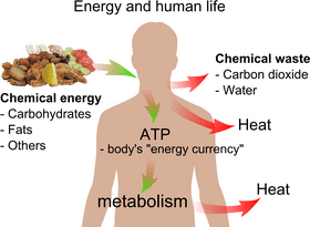 Energy Flow From Food to Metabolism and ATP PNG