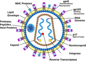 Structure and Function of the Virus A Detailed Overview PNG