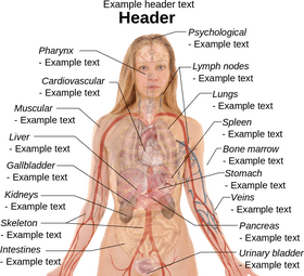 Anatomy of Blood Flow and Circulation PNG