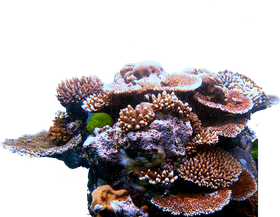 Vibrant Coral Reef Oasis of Life PNG