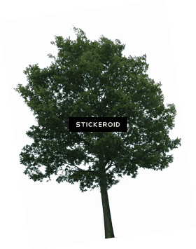 Stickeroid The Majestic Tree of Nature PNG