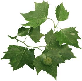 Elegant Paper Plane Inspired by Nature PNG