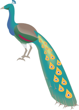 Radiant Peacock in Vibrant Plumage PNG