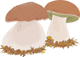 Whimsical Forest Mushroom Duo PNG