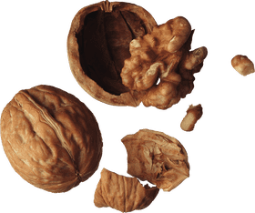 Nutty Delights The Walnut's Journey PNG