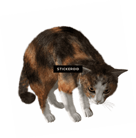 Curious Cat Exploring Its Surroundings PNG