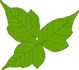 Poisonous Beauty Nature's Hidden Threats PNG