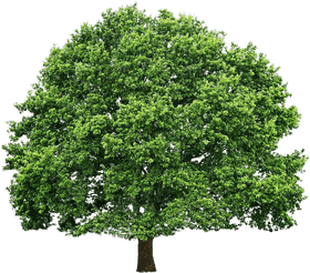 Lush Green Canopy Tree of Life PNG